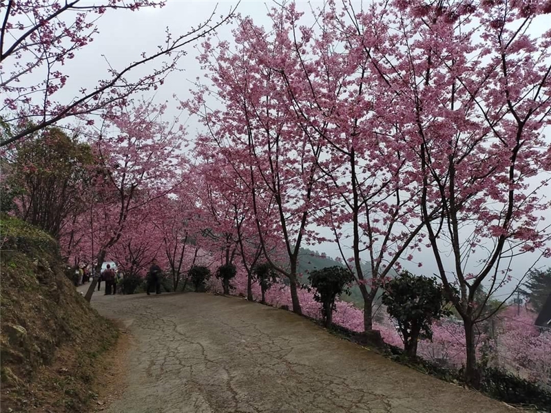 學人拍攝櫻花林